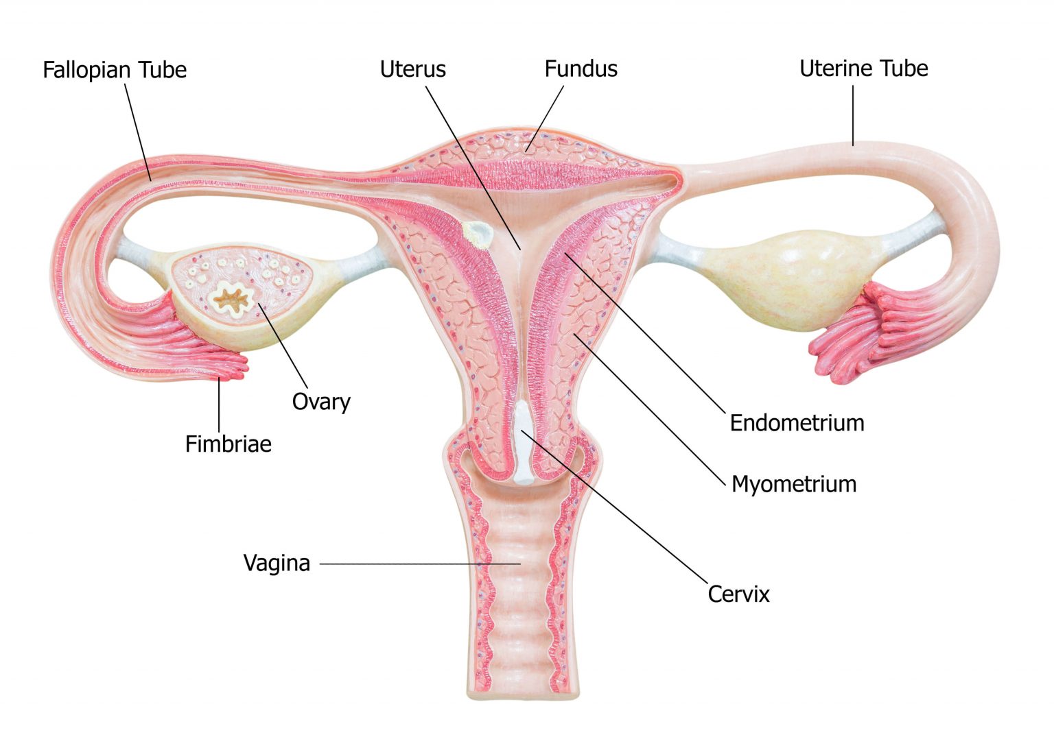 Ovarian Cysts And Infertility Is There A Connection Between The Two Sog Health Pte Ltd